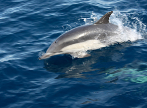 Gewone dolfijn voor de Belgische kust
