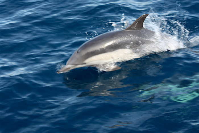 Gewone dolfijn voor de Belgische kust