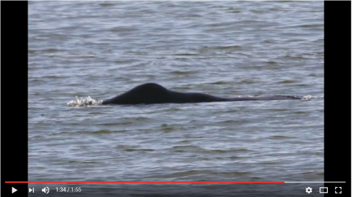 Beelden zeldzame Groenlandse walvis bij Oostende