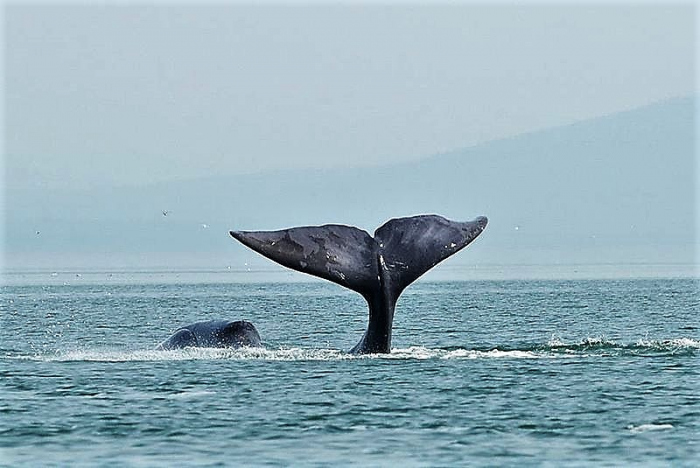 Zeldzame groenlandse walvis voor kust Oostende