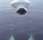 Zeldzame Groenlandse walvis voor de kust van Vlissingen
