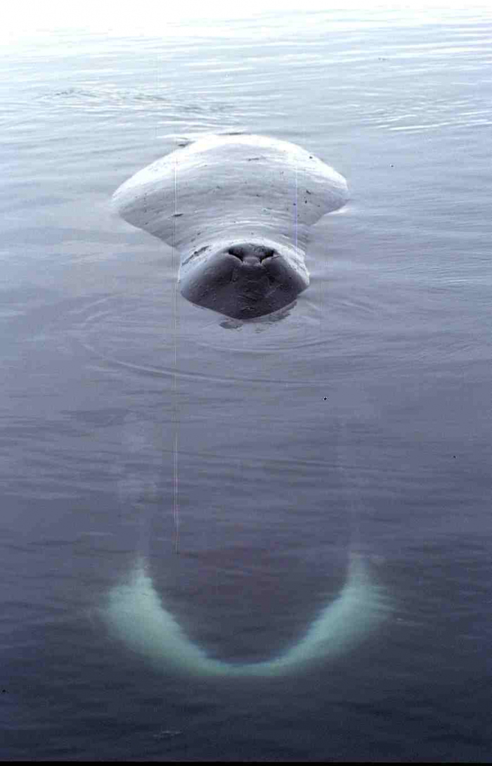 Zeldzame Groenlandse walvis voor de kust van Vlissingen