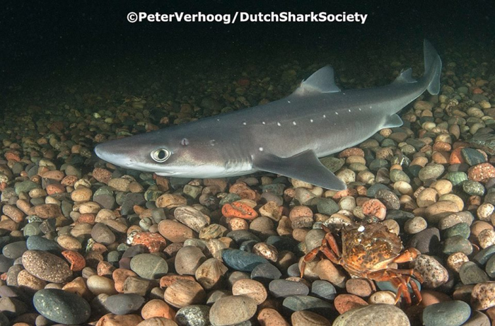 Roggen en haaien kweken voor de Noordzee