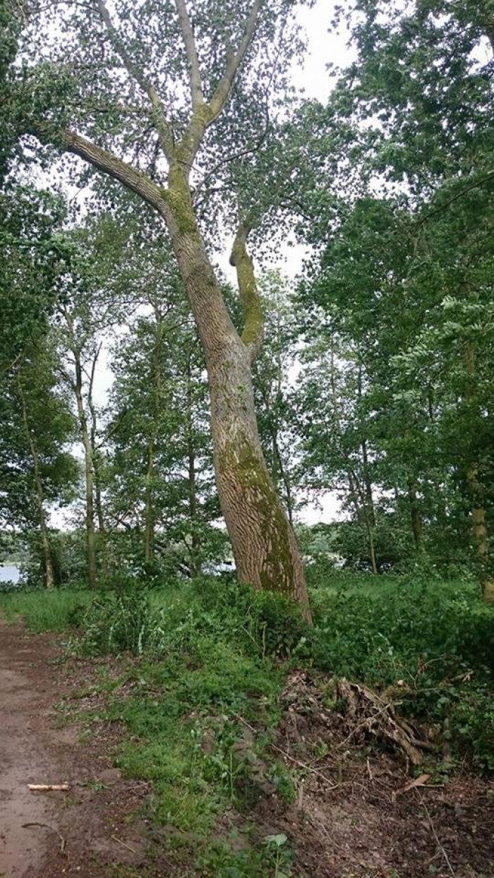 Instabiele boom bij instap 2 Ruinerwold