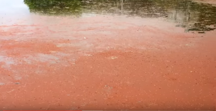 Wat is de giftige rode blauwalg in diverse plassen?