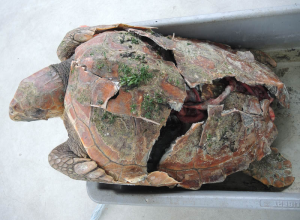 Dikkopschildpad afgevoerd voor onderzoek