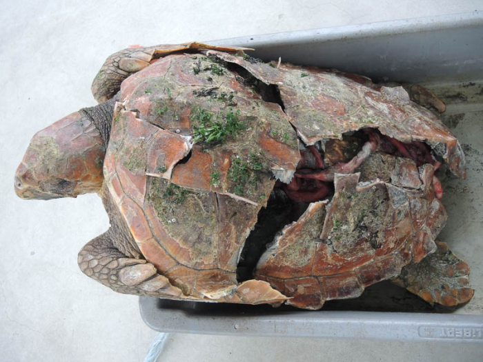 Mosselkweker vangt tropische dikkopschildpad in Oosterschelde