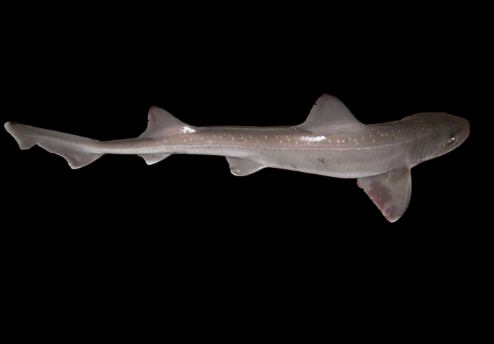 Onderzoek wijst uit Oosterschelde kraamkamer haaien