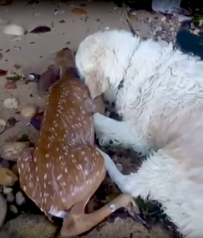 Hond redt Bambi van verdrinkingsdood