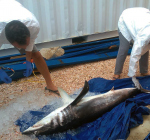 Makreelhaai aangespoeld in Bonaire