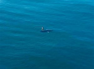Mola Mola gespot in de Noordzee