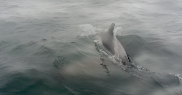 Groep dolfijnen bij Zuiderstrand Den Haag