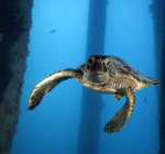 Stropers doden bedreigde schildpadden op Bonaire