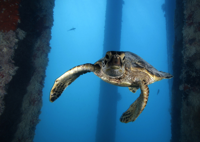 Stropers doden bedreigde schildpadden op Bonaire