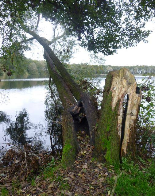 Omhellende boom veroorzaakt gevaar bij Ruinerwold