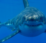 Je kan nu virtueel zwemmen met witte haaien. Onderwater..!