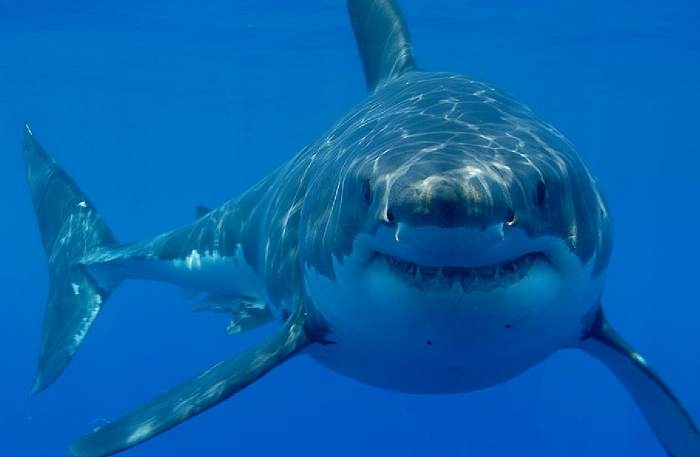 Je kan nu virtueel zwemmen met witte haaien. Onderwater..!