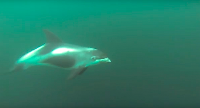 Witsnuitdolfijn spoelt aan bij Wijk aan Zee