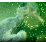 Duikers vinden aalscholver verstrikt in vislijn