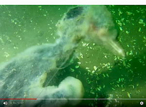 Duikers vinden aalscholver verstrikt in vislijn