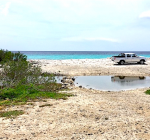 Sargassum heeft weinig invloed op duiken Bonaire