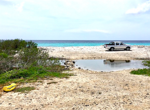 Sargassum heeft weinig invloed op duiken Bonaire