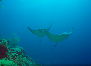 Eagle Ray fly-by in Lac, Bonaire