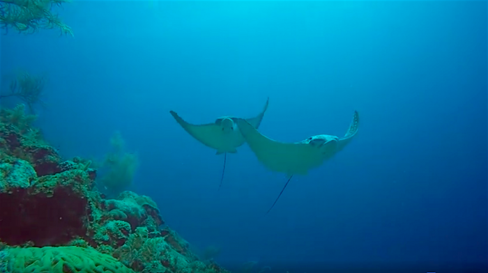 Eagle Ray fly-by in Lac, Bonaire