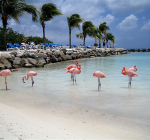 Strand met in het wild levende flamingo's op Aruba