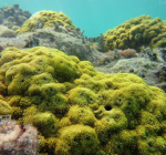 Groot gezond koraalrif ontdekt bij Saba