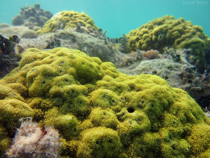 Groot gezond koraalrif ontdekt bij Saba