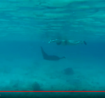 Manta ray Bonaire duikt weer op