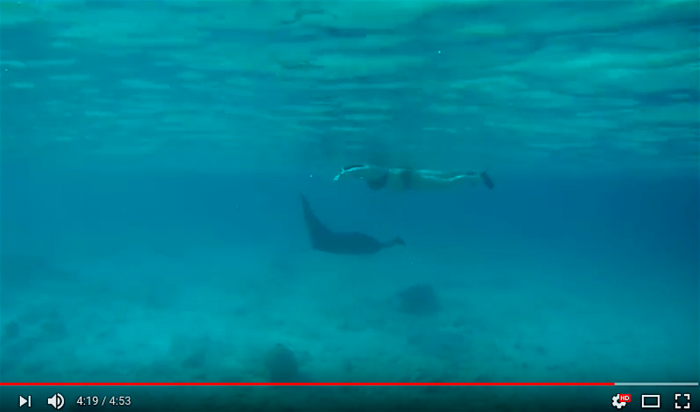 Manta ray Bonaire duikt weer op