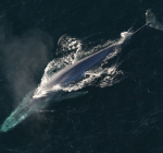 Blue whale spotted in Red Sea. First time!