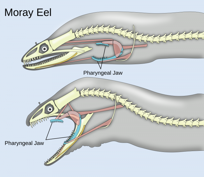 Diver loses thumb to moray eel