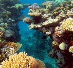 Australië zet half miljard opzij voor redding Great Barrier Reef