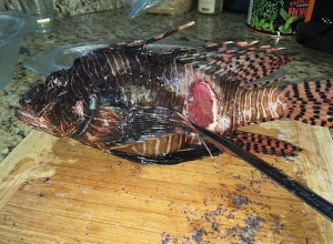 Sick Lionfish Bonaire worldwide phenomenon. Is there hope?