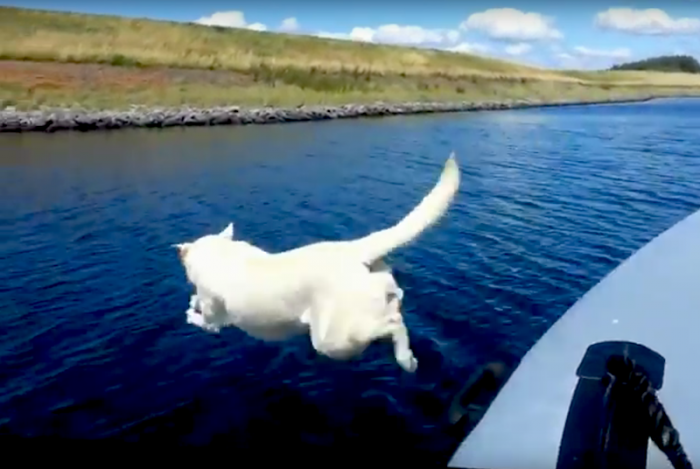 This is how you walk your dog if you own a liveaboard