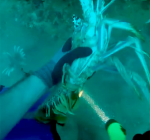 The sting of a lionfish at 150 feet