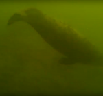 Veel zeehonden gespot door duikers