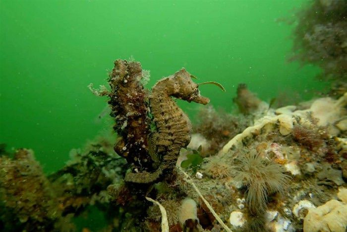 First seahorse 2018 spotted in Dutch Oosterschelde