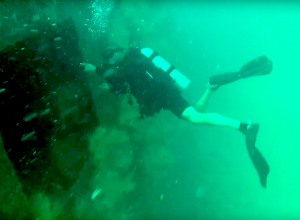 Divers can't believe what's living inside this wreck