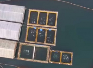 'Whale jail'. 101 captured Orcas and Belugas are suffering in Russia