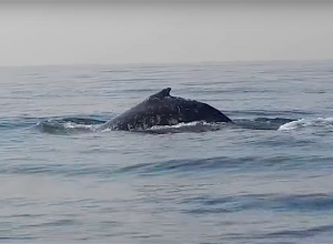 Bultrug walvis voor de kust van Texel