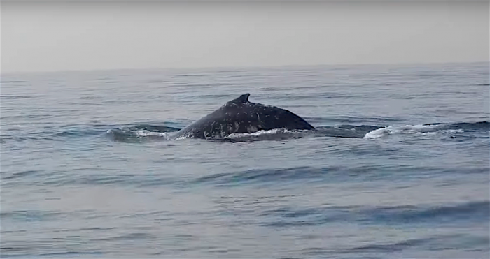 Bultrug walvis voor de kust van Texel