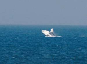 Opnieuw bultrug walvis bij Texel