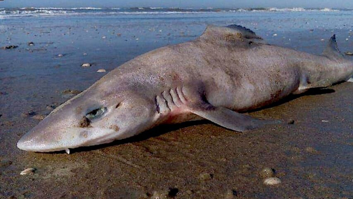 Gladde haai van 2 meter aangespoeld in Zandvoort