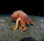 Uniek! Octopus gespot in de Noordzee