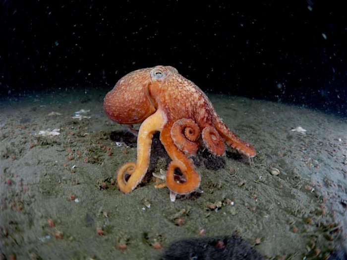 Uniek! Octopus gespot in de Noordzee