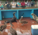 Vismarkt op Galapagos lijkt op een dierentuin
